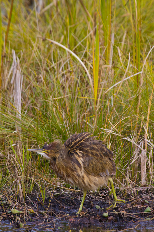 American Bittern